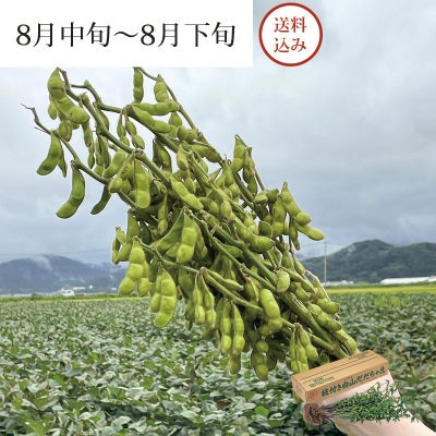 枝付き 白山村産 だだちゃ豆 2把入 ＜本豆＞_イメージ1