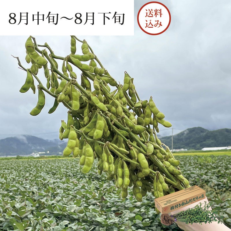 枝付き 白山村産 だだちゃ豆 2把入 ＜本豆＞_イメージ1