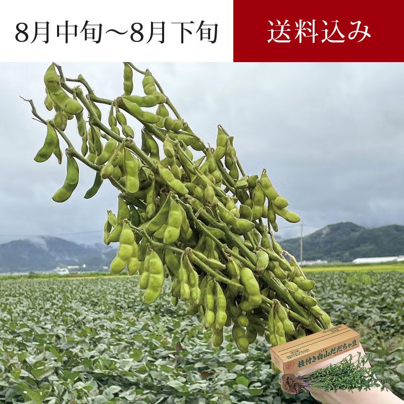枝付き 白山村産 だだちゃ豆 2把入 ＜本豆＞_イメージ1