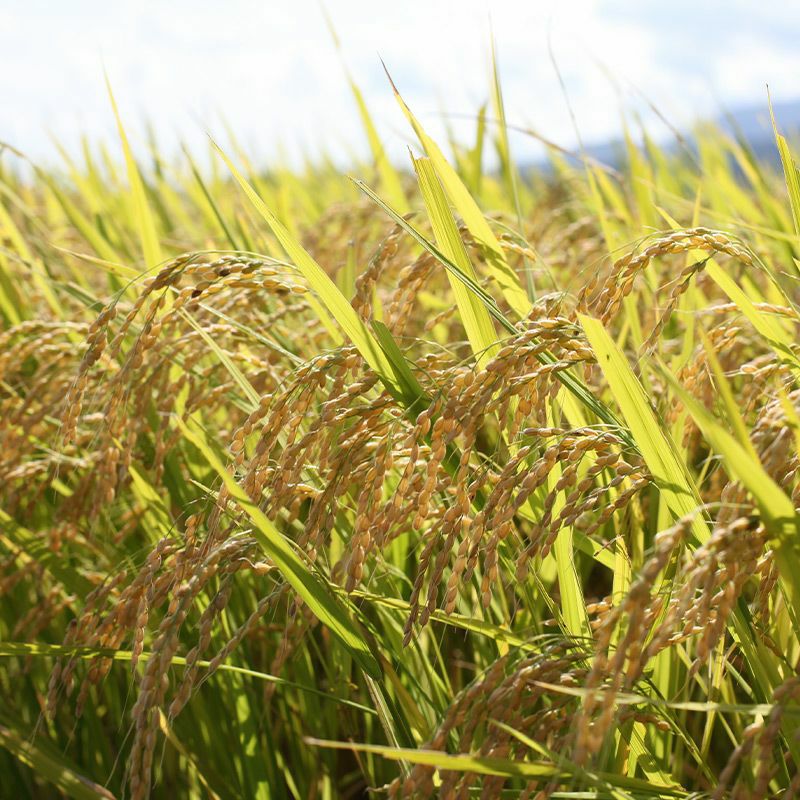 伝説の庄内米 コシヒカリ 5kg 25年(令和7年度産)庄内米 山形県のお米