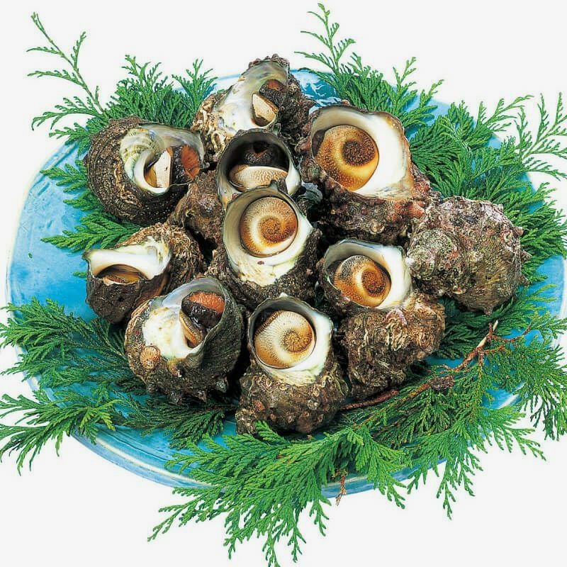 疑似餌中25本大25本土佐丹吉更に大特価 飛島大粒サザエ （さざえ）｜清川屋