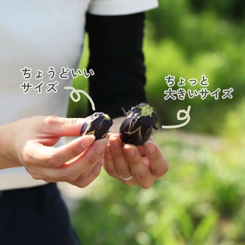 民田茄子一夜漬 鶴岡夏の味民田なす一夜漬け｜清川屋