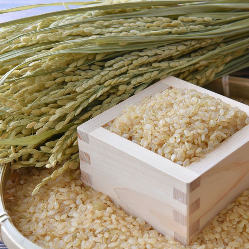 井上農場 つや姫 /玄米 5kg 25年(令和7年度産)庄内米 山形県のお米｜清川屋