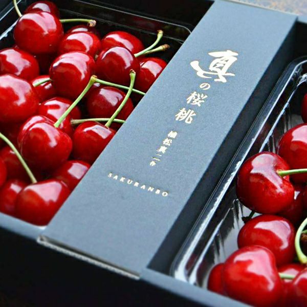 真の桜桃【佐藤錦】 2Lサイズ 1kg 山形さくらんぼたっぷり贈答用｜清川屋