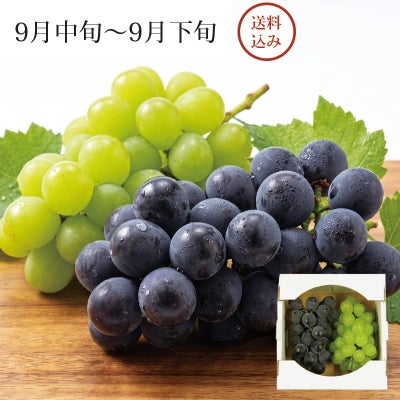 大粒ぶどう2種セット シャイン＆ピオーネ 各1房 合計約1.1kg 9月中旬～9月下旬お届け