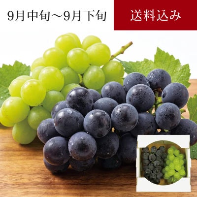 大粒ぶどう2種セット シャイン＆ピオーネ 各1房 合計約1.1kg 9月中旬～9月下旬お届け