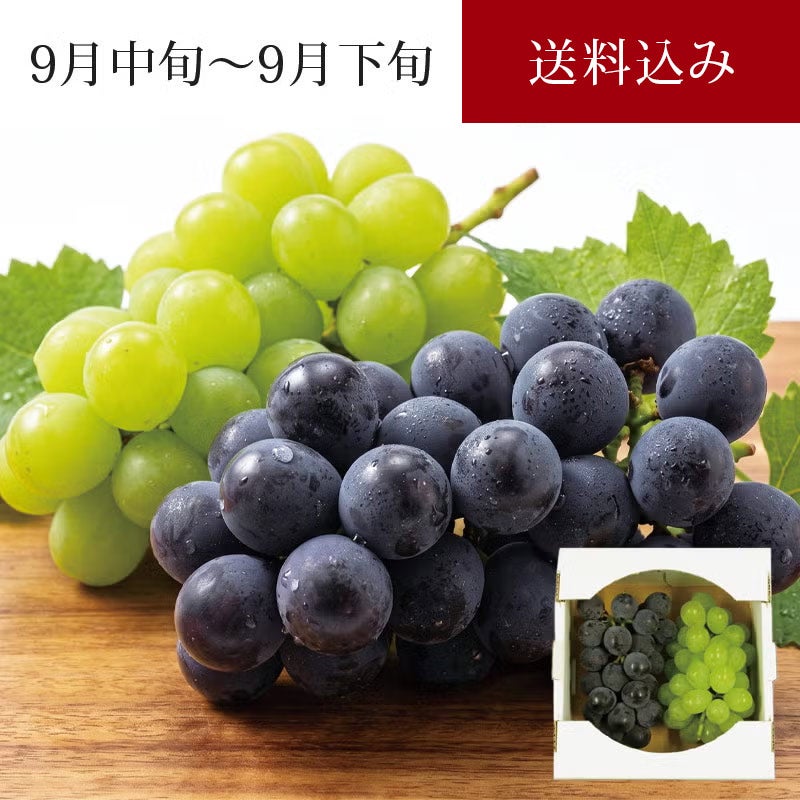 大粒ぶどう2種セット シャイン＆ピオーネ 各1房 合計約1.1kg 9月中旬～9月下旬お届け