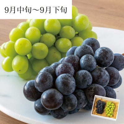 大粒ぶどう2種セット シャイン＆ピオーネ 各1房 合計約1.1kg 9月中旬～9月下旬お届け