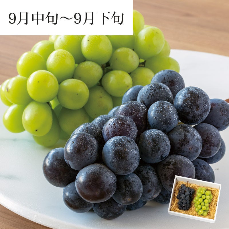 大粒ぶどう2種セット シャイン＆ピオーネ 各1房 合計約1.1kg 9月中旬～9月下旬お届け