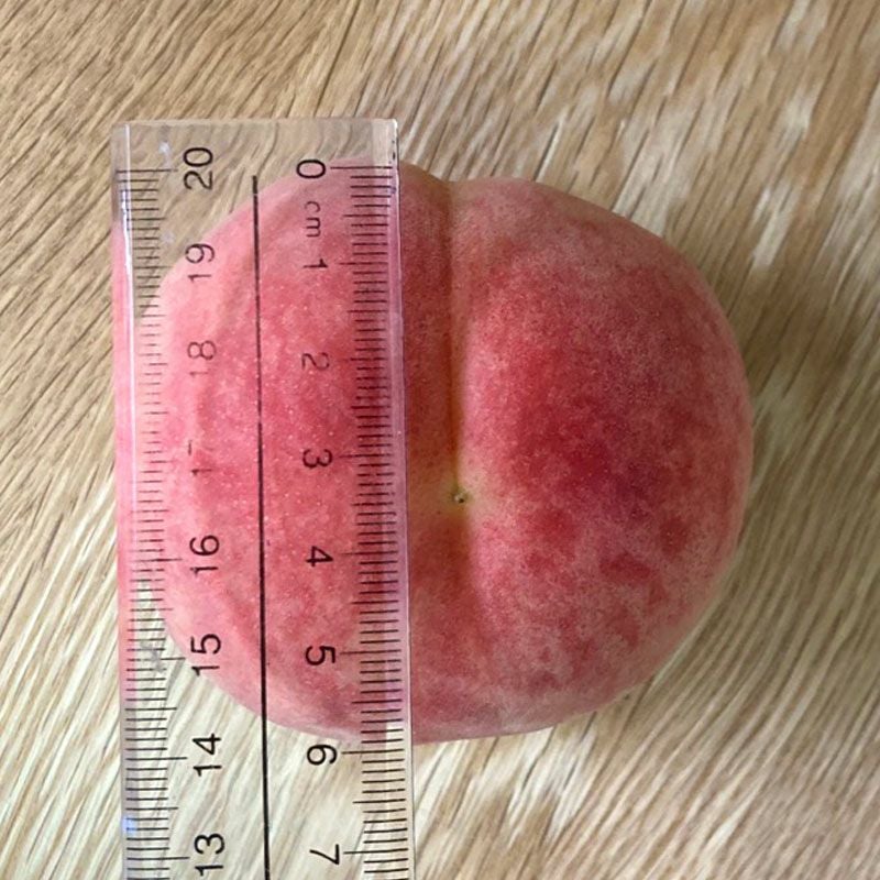 暁星_イメージ3