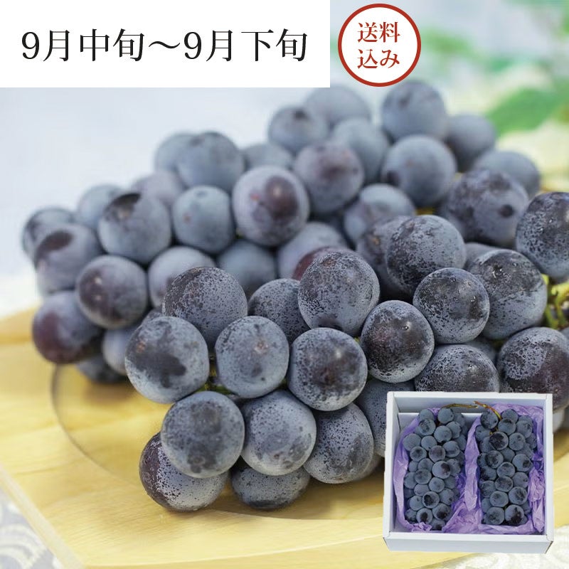 ピオーネ ぶどう 2房 約1.2kg 9月中旬～9月下旬お届け