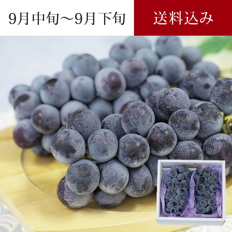 ピオーネ ぶどう 2房 約1.2kg 9月中旬～9月下旬お届け