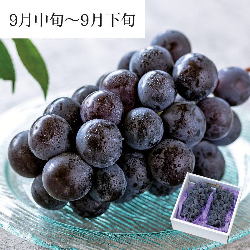 ピオーネ ぶどう 2房 約1.2kg 9月中旬～9月下旬お届け