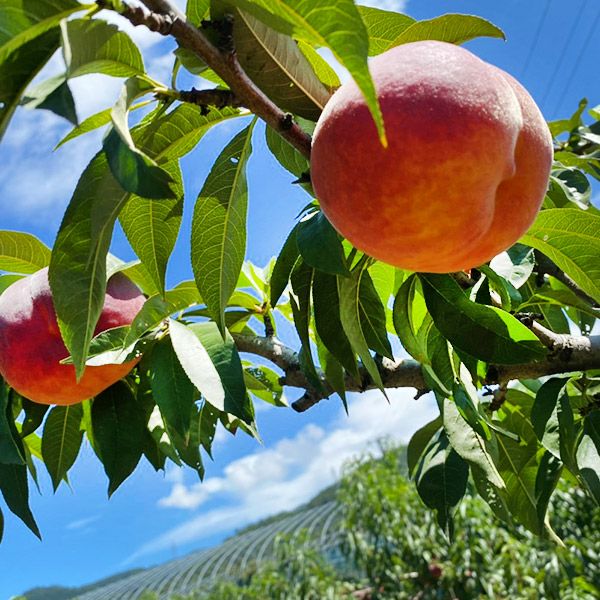 ワッサー 桃 硬めのもも黄桃｜清川屋