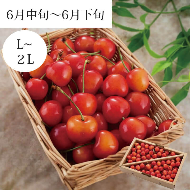 紅秀峰 L1lg 2026予約｜1.7万箱超の実績：山形さくらんぼ清川屋