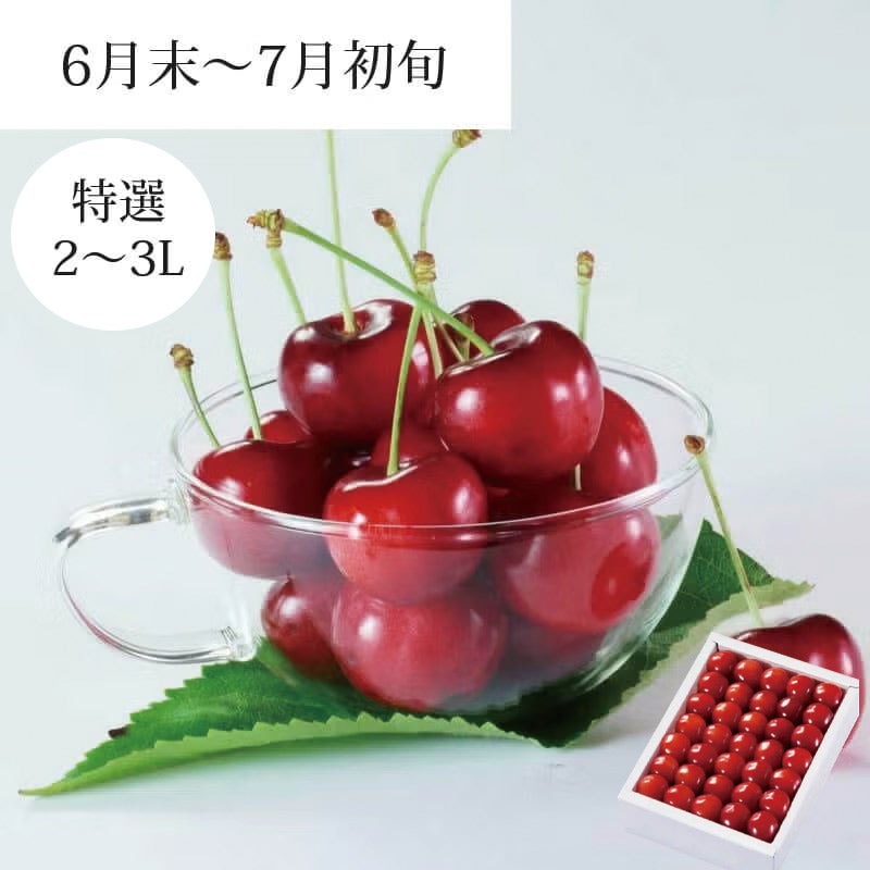 紅てまり 特選 職人詰め 2～3L 500g 県内生産量1％未満！超希少な山形