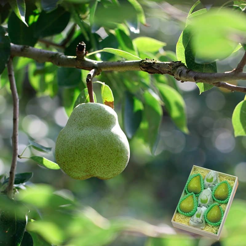 120年ラ・フランス_イメパケ