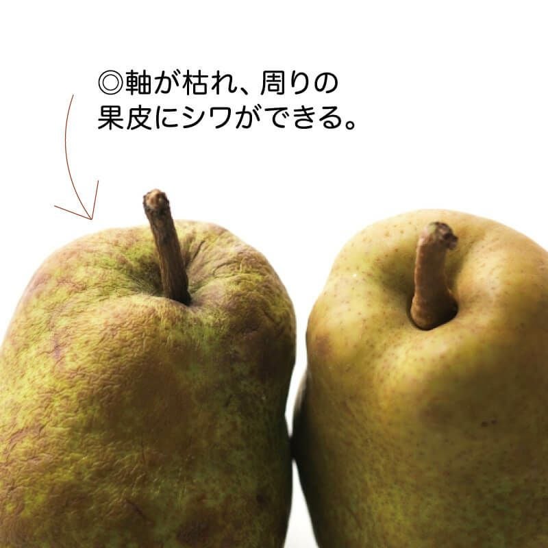 貴婦人の贈り物 ～ラ・フランス ＆ ル・レクチェ～ 山形県産洋梨詰合せ