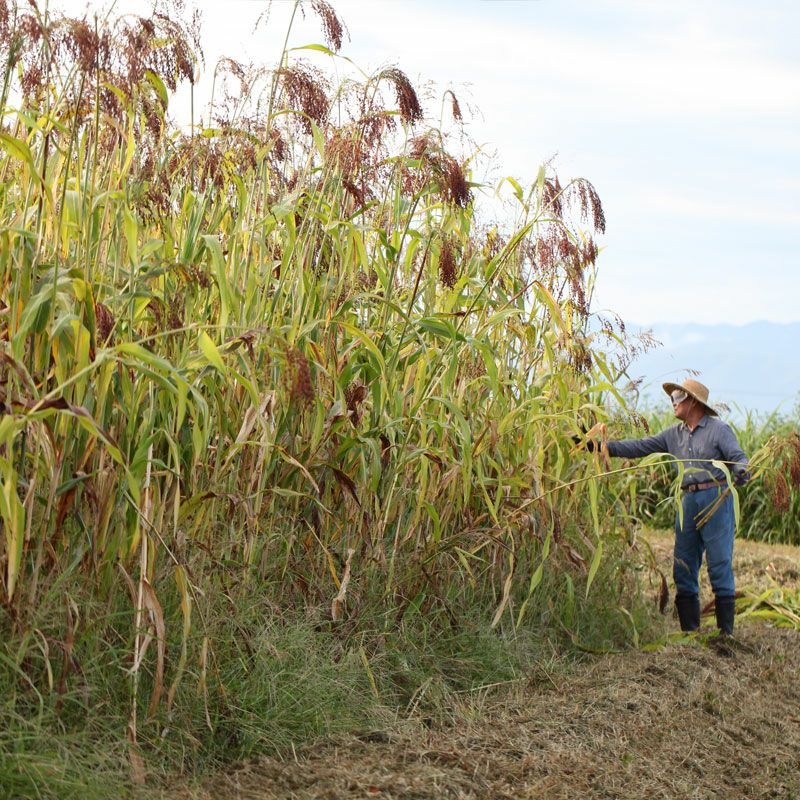 槇嶋ほうき_イメージ画像2