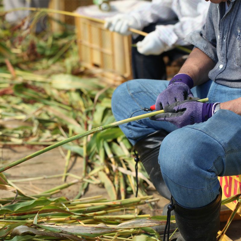 槇嶋ほうき_イメージ画像3