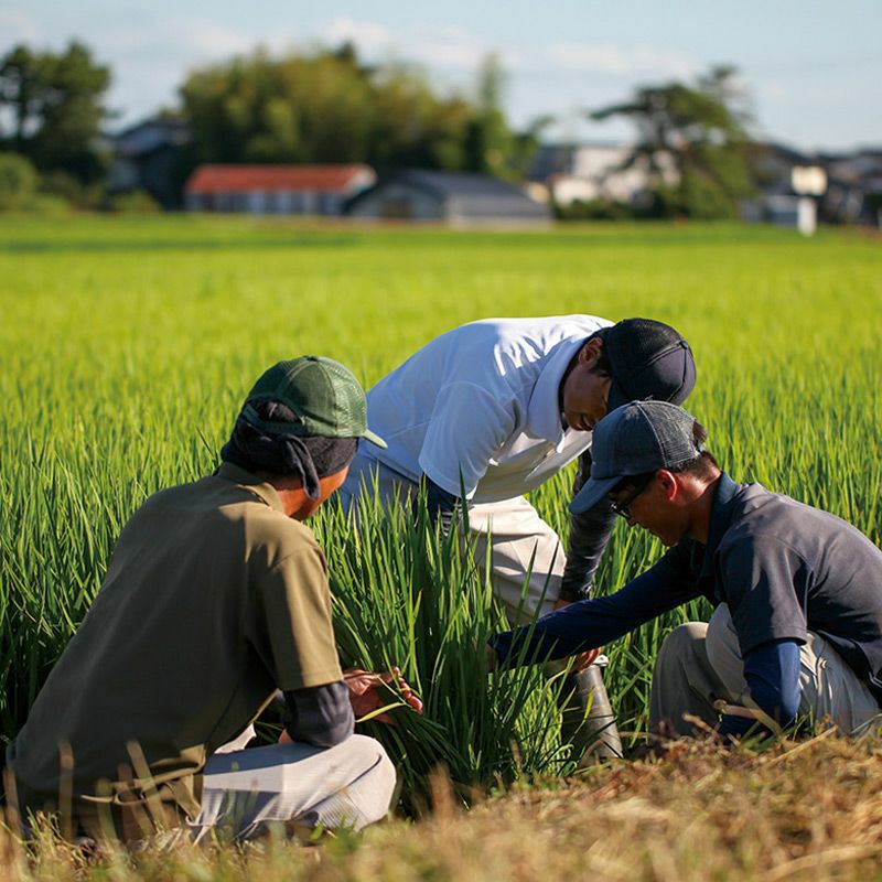 月 令和8年度産無農薬 青田刈り稲藁 3セット 農園貞太郎 つや姫 5kg 26年(令和8年度産)庄内米 山形県のお米｜清川屋
