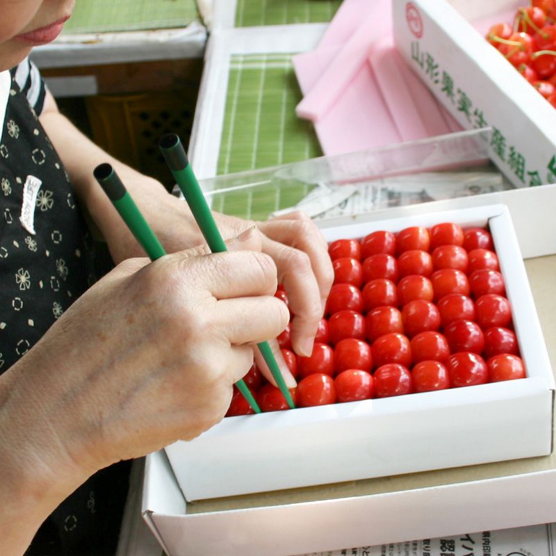 温室そだち 佐藤錦 さくらんぼ 職人詰め L 300g 4月下旬～5月初旬お届け