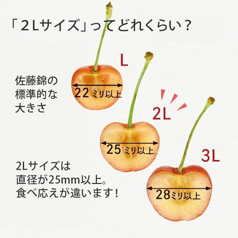 佐藤錦 職人詰め大粒2L｜4月下旬～5月上旬お届け｜1.7万箱実績