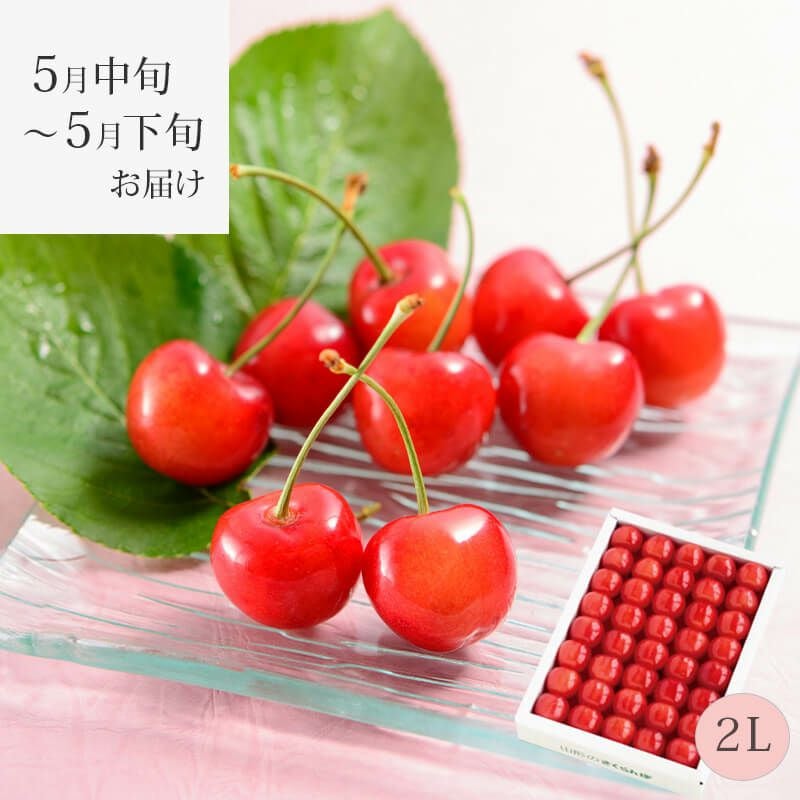 温室そだち 佐藤錦 さくらんぼ 職人詰め 2L 300g 5月中旬～5月下旬お届け
