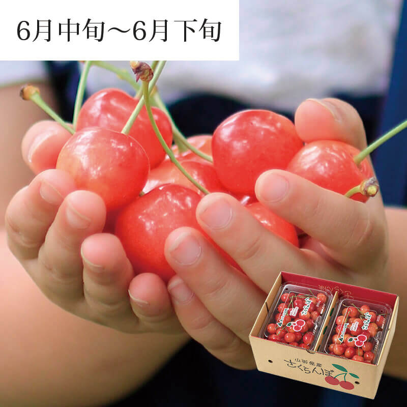 紅秀峰 200g×4パック 2026予約｜1.7万箱超の実績：山形さくらんぼ清川屋