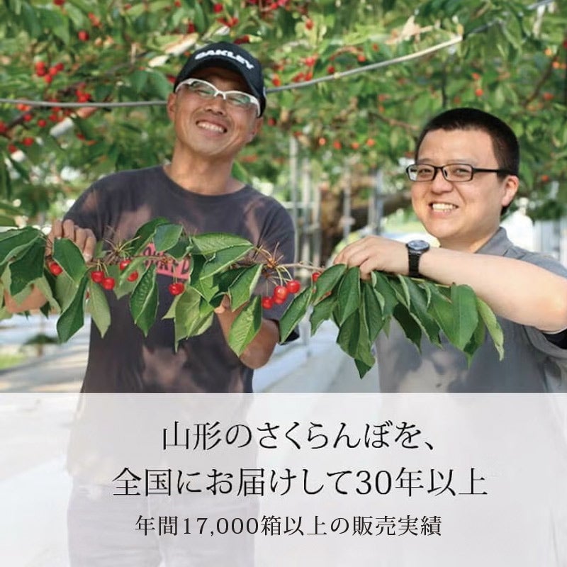 佐藤錦 パック詰め L 200g×4パック 6月中旬～6月下旬お届け 山形