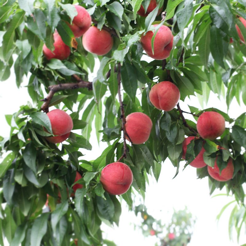 桃イメージ（※写真はあかつき）