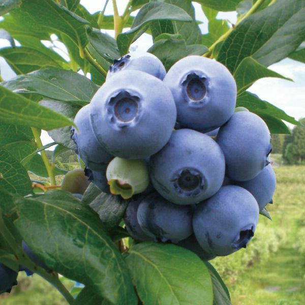 月山高原 鈴木農園 有機冷凍ブルーベリー 1kg｜清川屋