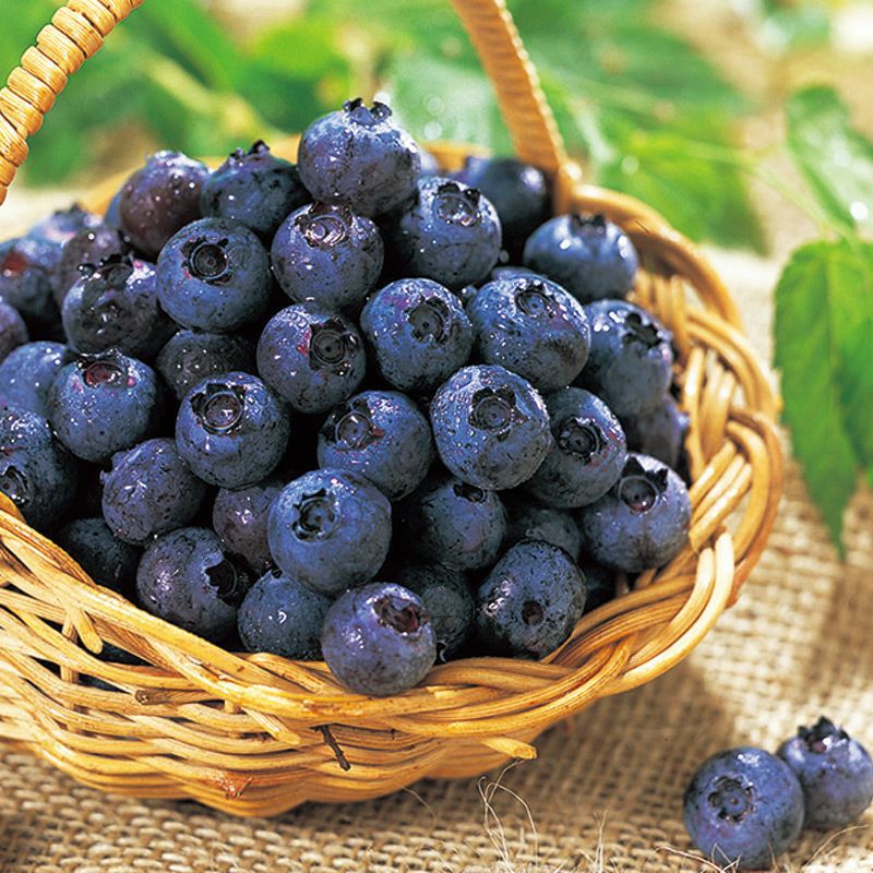 月山高原 鈴木農園 有機冷凍ブルーベリー 1kg｜清川屋