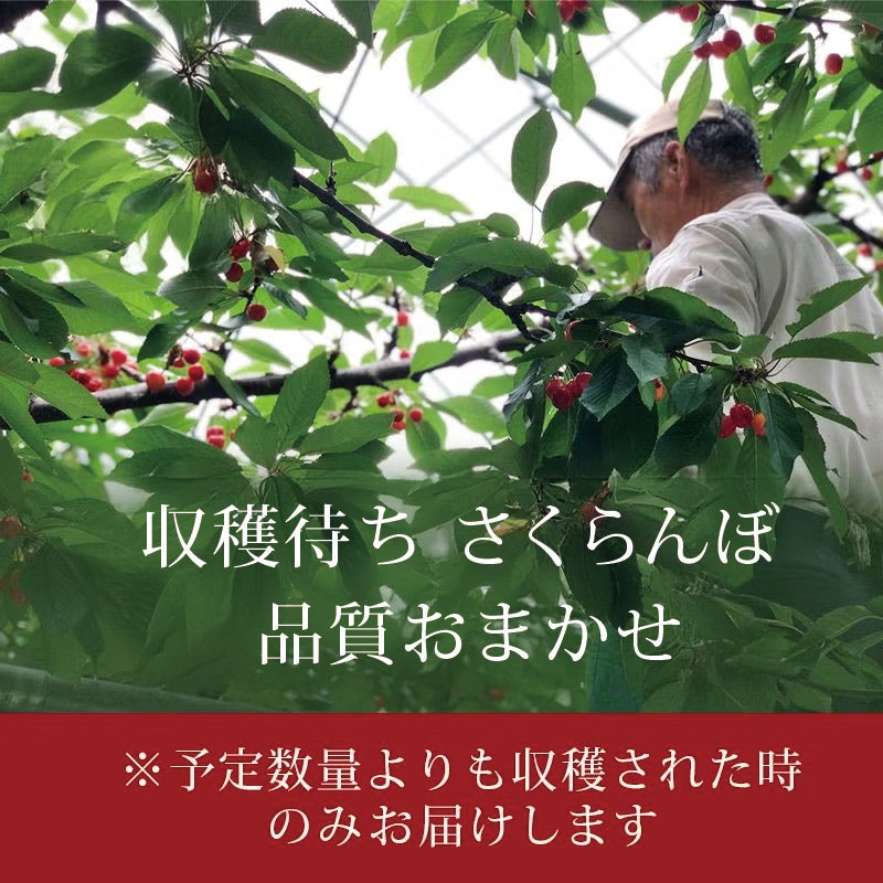 山形さくらんぼ収穫待ち注文予約｜しゅうかくまち佐藤錦を産地直送でお