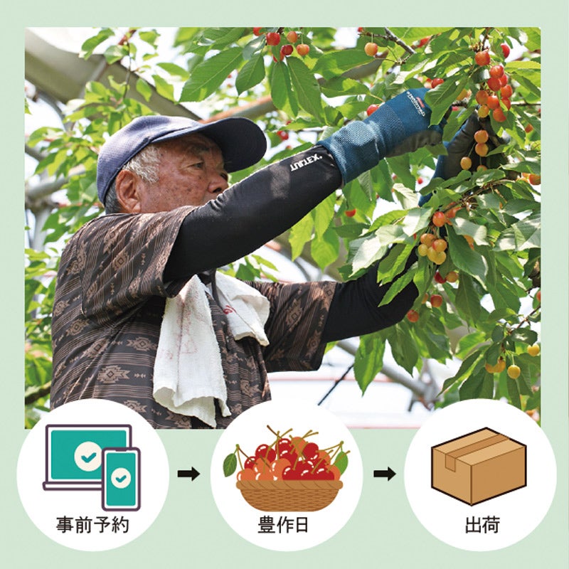 山形さくらんぼ収穫待ち注文予約｜しゅうかくまち佐藤錦を産地直送でお