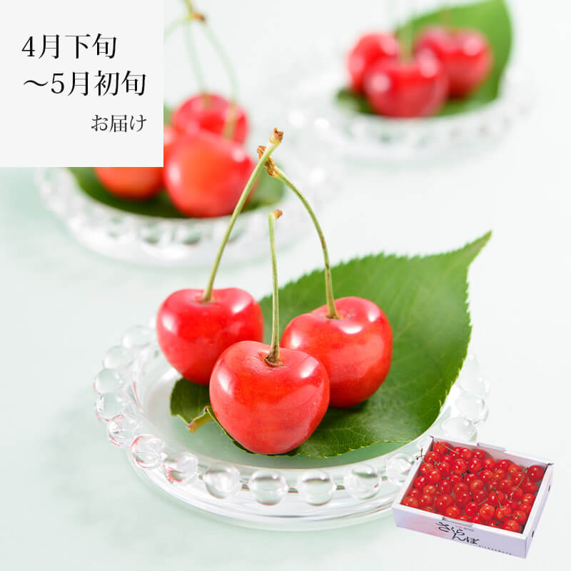 温室そだち 佐藤錦 さくらんぼ バラ詰め L 350g 4月下旬～5月初旬
