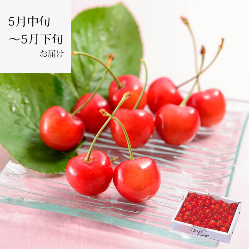 2026佐藤錦 350g｜5月中～下旬｜1.7万箱実績｜山形さくらんぼ清川屋