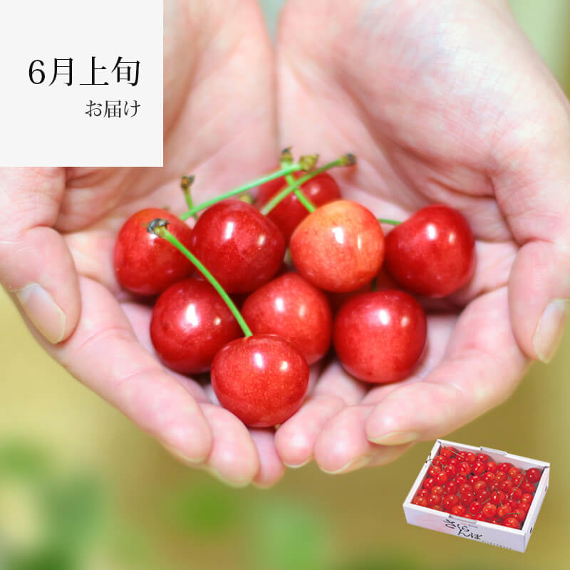 佐藤錦 350g｜6月上旬｜1.7万箱実績｜山形さくらんぼ清川屋