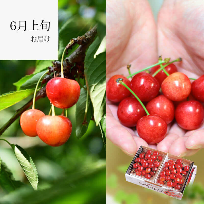2026高砂＆佐藤錦｜6月上旬｜1.7万箱実績｜山形さくらんぼ清川屋