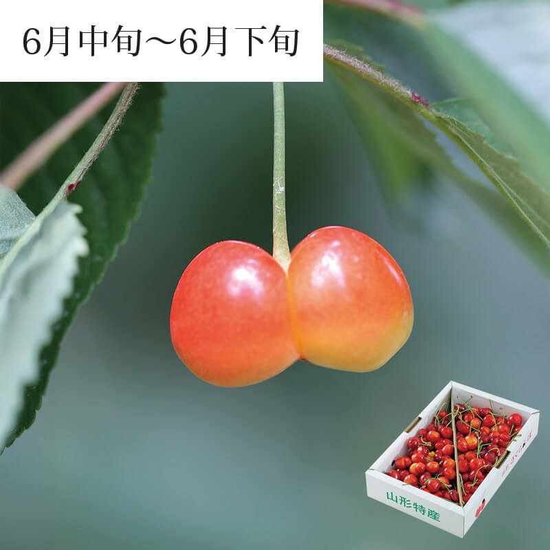 双子果さくらんぼ 1kg 規格外｜山形の珍しい訳あり予約：清川屋