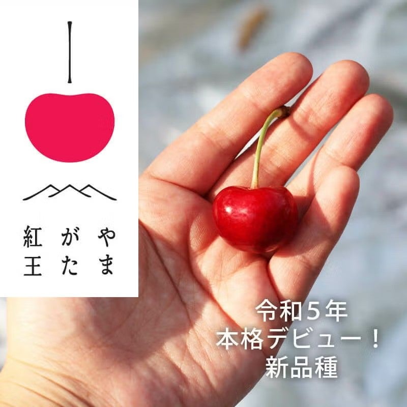 やまがた紅王 特選 パック詰め 3L 100g×2パック 世界最大級の超大玉