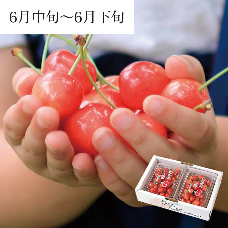 佐藤錦 パック詰め L 200g×2パック 旧：秀選佐藤錦 6月中旬～6月下旬お届け