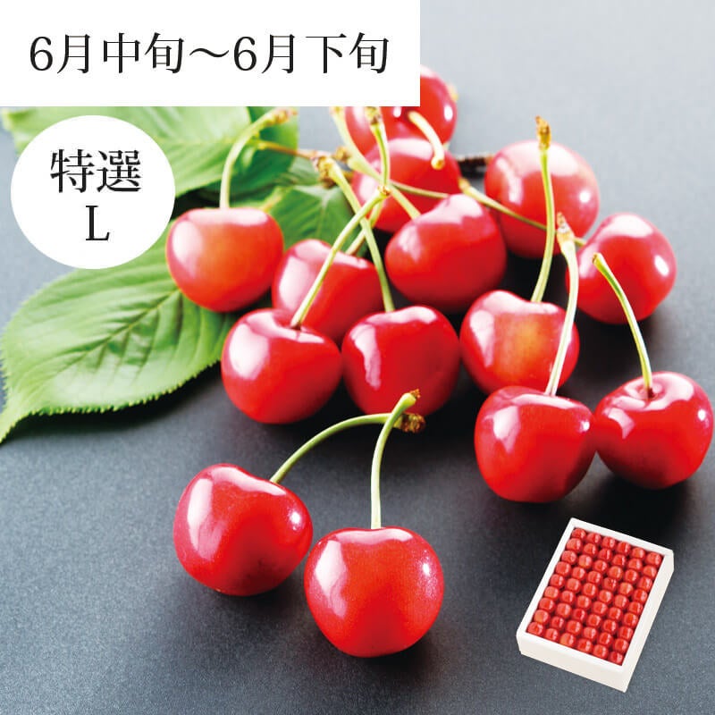 佐藤錦 特選 職人詰め L 500g 6月中旬～6月下旬お届け