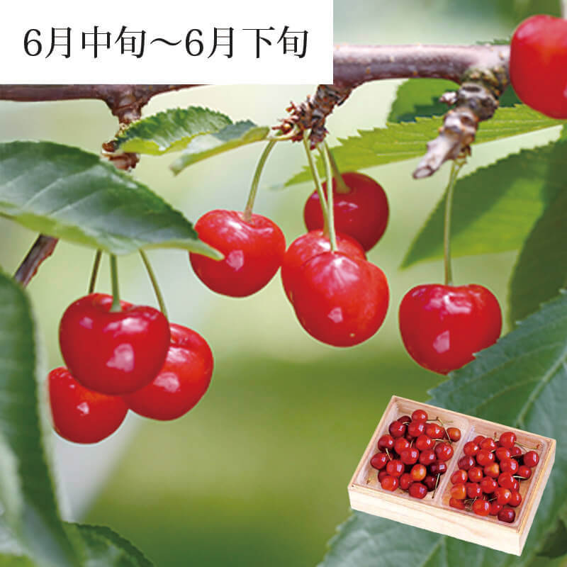 紅秀峰 品評会最優秀賞 バラ詰め 木箱 L～2L 600g山形さくらんぼ最高峰