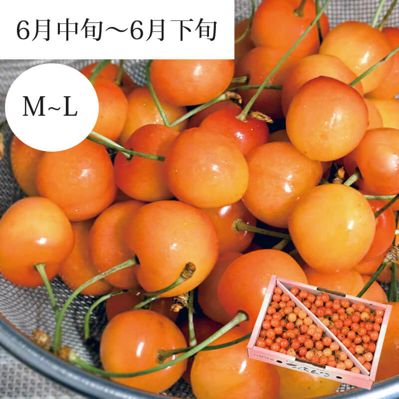 佐藤錦 バラ詰め ご家庭用 M～L 1kg 6月中旬～6月下旬お届け
