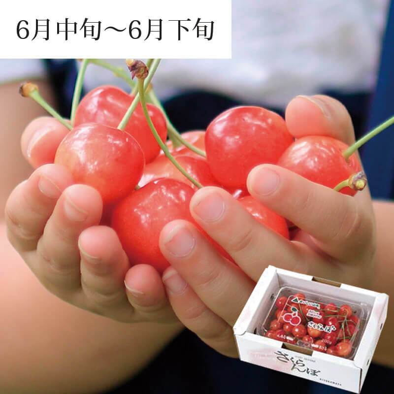 2026さくらんぼ佐藤錦200g｜6月中～下旬｜1.7万箱実績